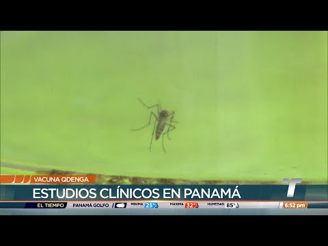 OMS recomienda vacuna contra el dengue desarrollada con colaboración panameña