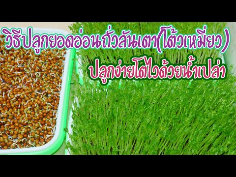 วิธี-ปลูกยอดอ่อนถั่วลันเต่า(-โ วิธี-ปลูกยอดอ่อนถั่วลันเต่า(-โ