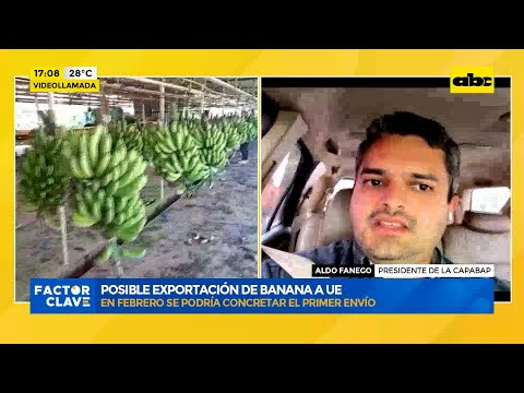 Posible exportación de banana a UE