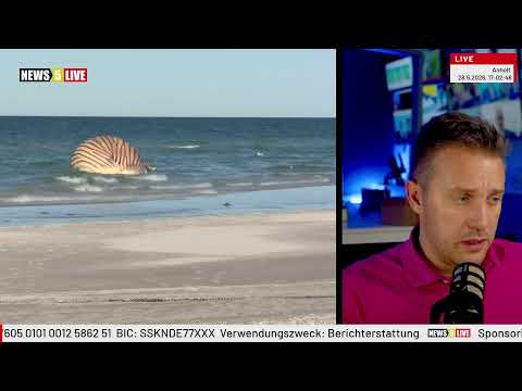 LIVE: Buckelwal Timmy Hope vor Dänemarks Küste