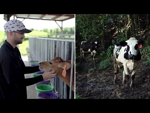 El lugar donde crian vacas “felices” en Vega Baja