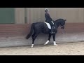 Dressage horse Panama Jack (Kjento)