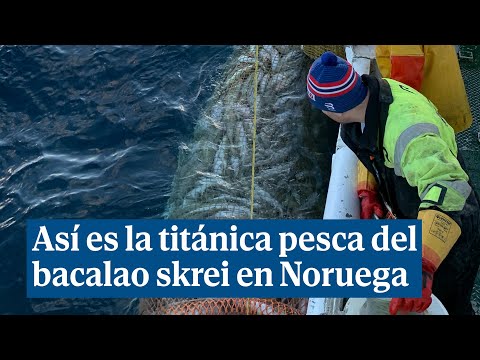 Así es la titánica pesca del bacalao skrei en Noruega