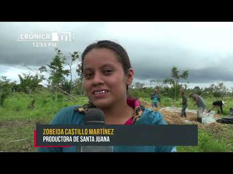50 mil quintales de frijoles producirán en el Triángulo Minero - Nicaragua