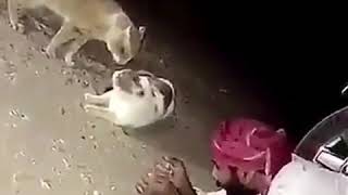 النية يصلح بينهم