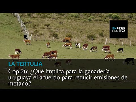 Cop 26: ¿Qué implica para la ganadería uruguaya el acuerdo para reducir emisiones de metano