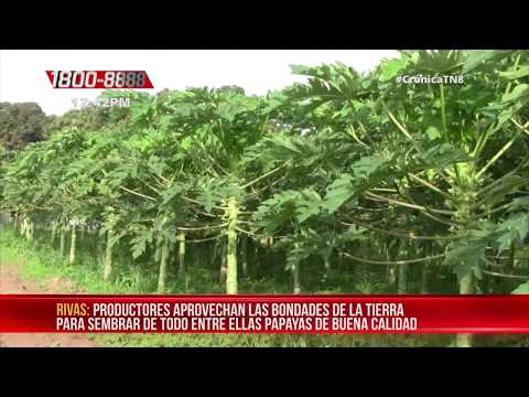 Nicaragua: Productores de Rivas con excelentes cosechas de papaya