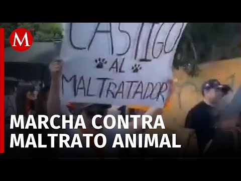 Marchan en contra del maltrato animal en Hidalgo; denuncian caso de la perrita Aura