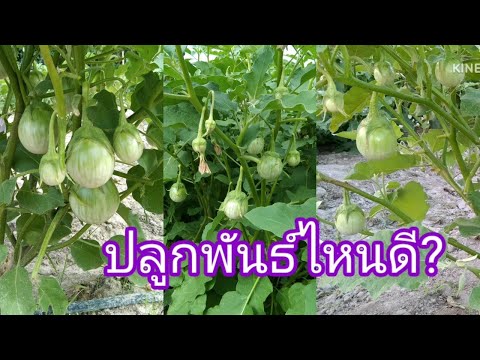 ปลูกมะเขือเปราะพันธ์ไหนดีมีคำ