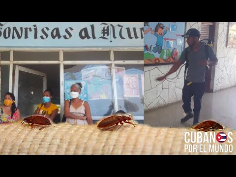 Santiago de Cuba: Plaga de chinches invade las escuelas, hospitales y cárceles