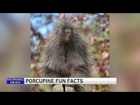 Today I Learned: Porcupine fun facts