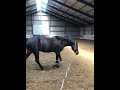 Allround-pony Mooie, bruine NRPS Merrie van 15 jaar
