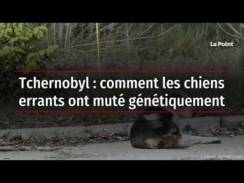 Tchernobyl : comment les chiens errants ont muté génétiquement