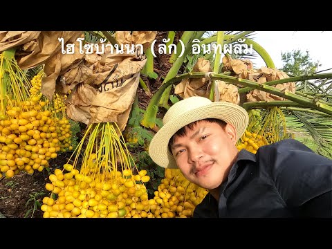 ไฮโซบ้านนา-(ลัก)-อินทผลัม-@ปะไ ไฮโซบ้านนา-(ลัก)-อินทผลัม-@ปะไ