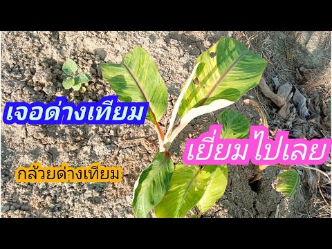 เจอด่างเทียม-เยี่ยมไปเลย-#กล้ว เจอด่างเทียม-เยี่ยมไปเลย-#กล้ว