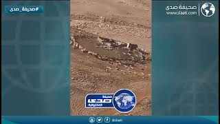 أغنام تدور في حلقة دائرية بشكل غريب