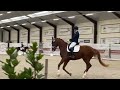 Dressage horse Fancy Boy QC