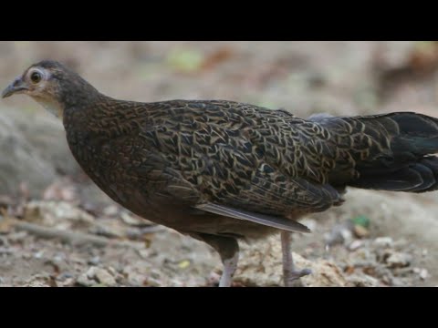 Suara betina part 16 Untuk berburu ayam hutan