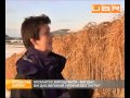 Мискантус: Мискантус выгодно выращивать 