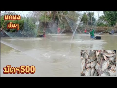 #ยกยอ-มันๆ-บัตร-500-หมานคือเก่ #ยกยอ-มันๆ-บัตร-500-หมานคือเก่