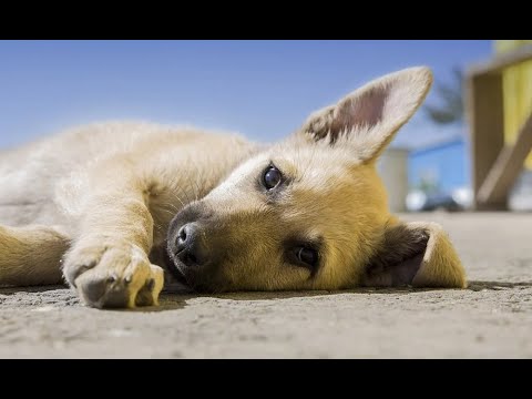 Golpes de calor en mascotas: ¿Cómo reconocerlos y evitarlos?