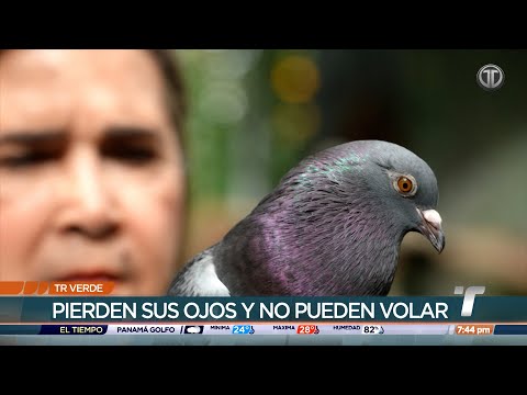 TR Verde: Aves perjudicadas por la pirotecnia