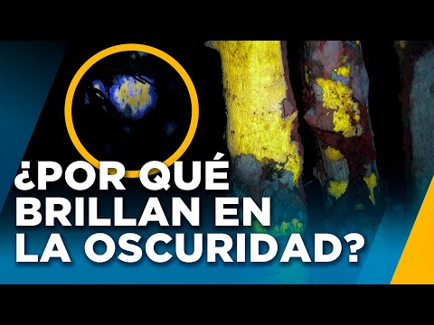 Árboles brillan en la oscuridad en los más profundo de la Amazonía - Nuestros Bosques