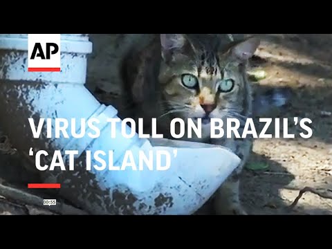 Virus' cruel, unexpected toll on Brazil's 'Cat Island'
