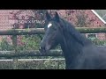 Dressuurpaard Black dressage horse (Jameson x Vitalis) for sale