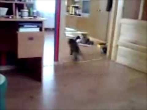 Video: Katinai  - Pūkuotas Driftas.