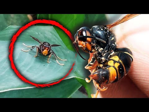 Invasive Yellow-Legged Hornets Spotted for First Time in US