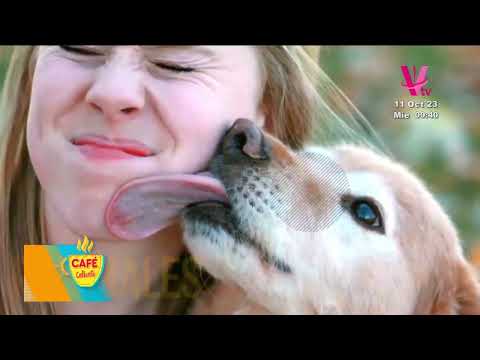 Mascoteando: Tipos de enfermedades que transmite la saliva de los perros