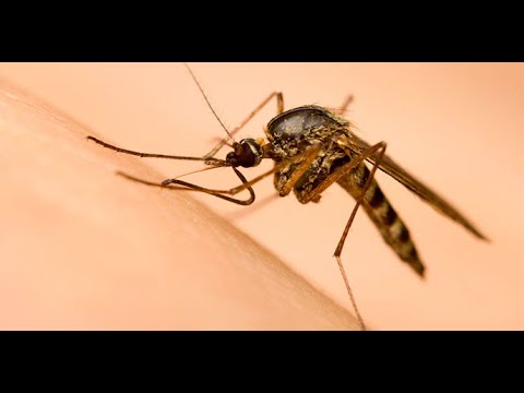 ¿Qué es el virus del Zika?