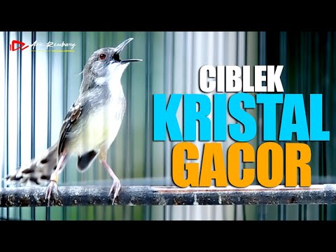CIBLEK KRISTAL GACOR NGEBREN