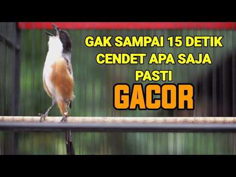 PANCINGAN CENDET MACET BUNYI DIJAMIN SEKALI PUTAR LANGSUNG NYAUT DAN IKUT GACOR