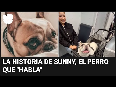 Conoce a Sunny, el perro que habla: se volvió viral en redes sociales