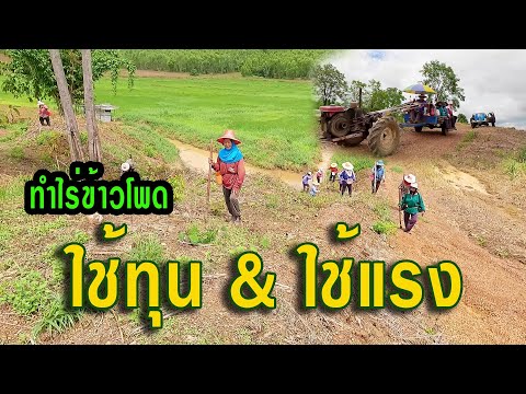 อาชีพหลักของชาวไร่ที่ต้องลงทุ