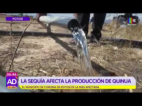La sequía afecta la producción de quinua