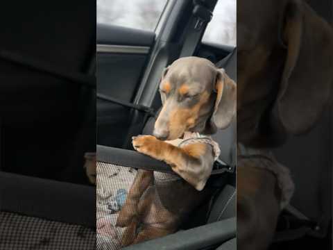 Miniature dachshund refuses to take a nap