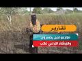 مزارعو لحج يخسرون.. والإرشاد الزراعي غائب
