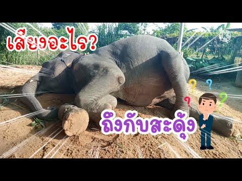 เสียงอะไร-แปลกๆ-💥💤 เสียงอะไร-แปลกๆ-💥💤
