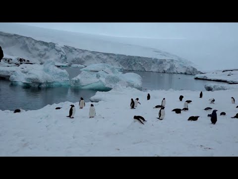 'What happens in Antarctica doesn't stay in Antarctica'. Guterres warns on melting ice