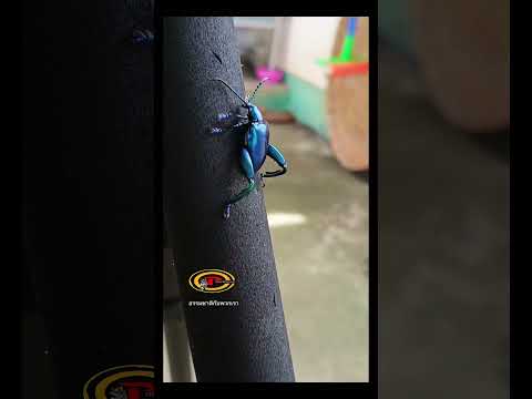 พอถึงฤดูก็มีเหมือนแมลงทับ,แมลง