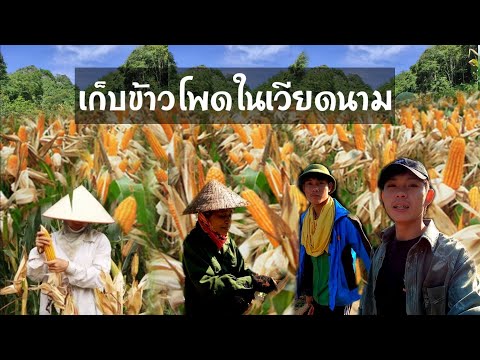 เที่ยวเวียดนาม🇻🇳Ep163:-เก็บข้า เที่ยวเวียดนาม🇻🇳Ep163:-เก็บข้า
