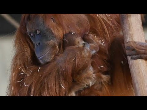 Naissance d'un bébé orang-outan au zoo d'Amneville | AFP