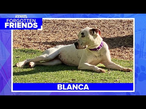 Blanca has never met anyone or any dog she didn't like | Forgotten Friends