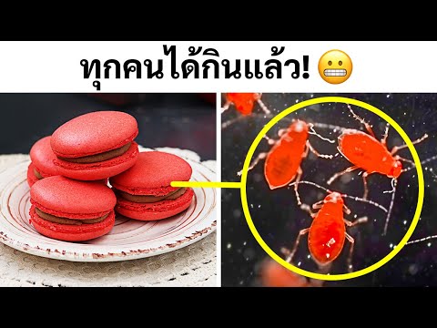 ชีวิตลับของสิ่งธรรมดา:สิ่งที่