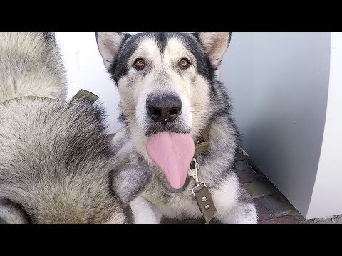 Смотреть собачьи бои