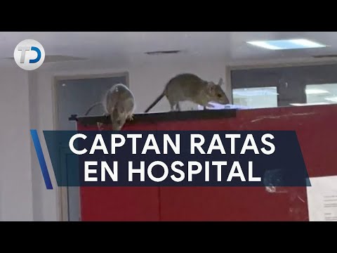 Captan ratas en hospital; causan alarma