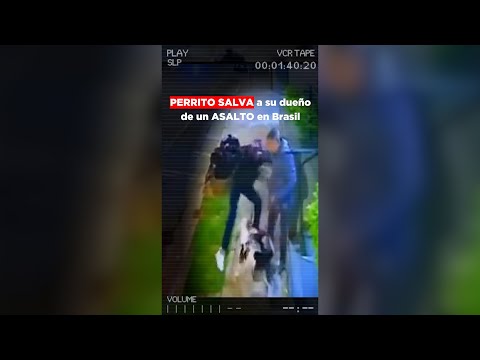 Perrito salva a dueño de un asalto @SoyAlmaCervantes